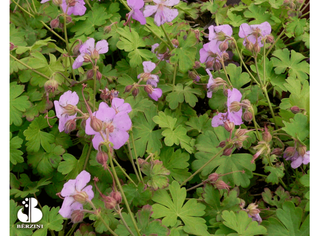 Geranium × cantabrigiense   'Karmina'